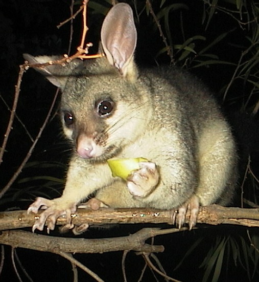 april 2005 (eating apple)