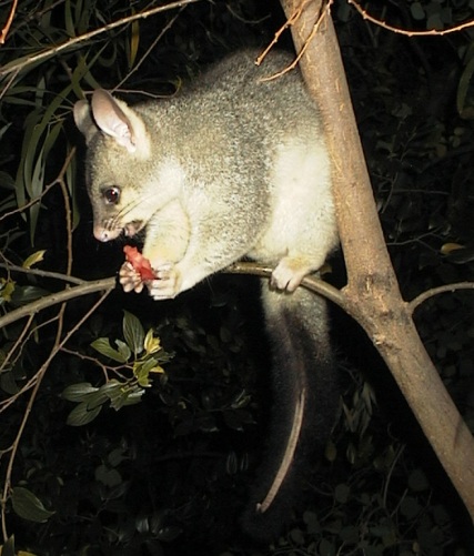 april 2005 (it may be difficult to see the fluffy outside of the tail in this photo)