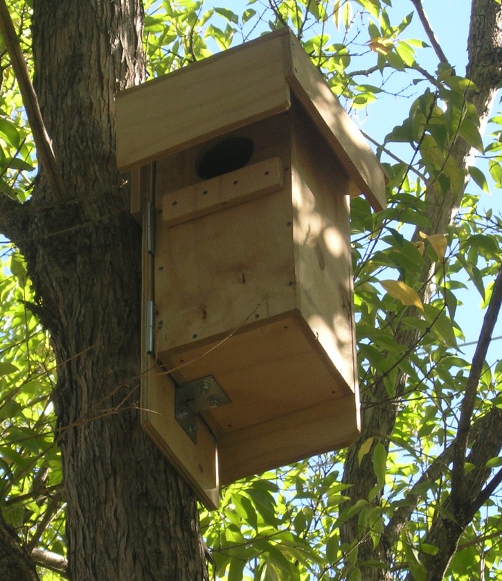 Second possum box in tree