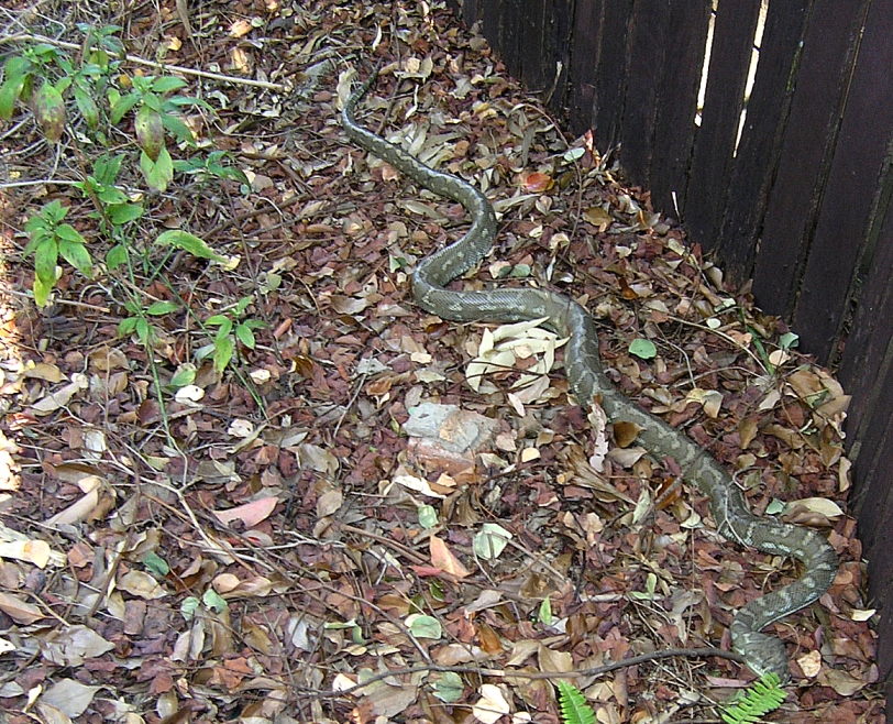 python in the garden - september 2006