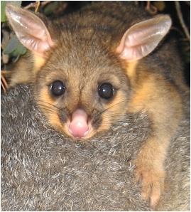 queek's first visit - click to enlarge (august 2006)