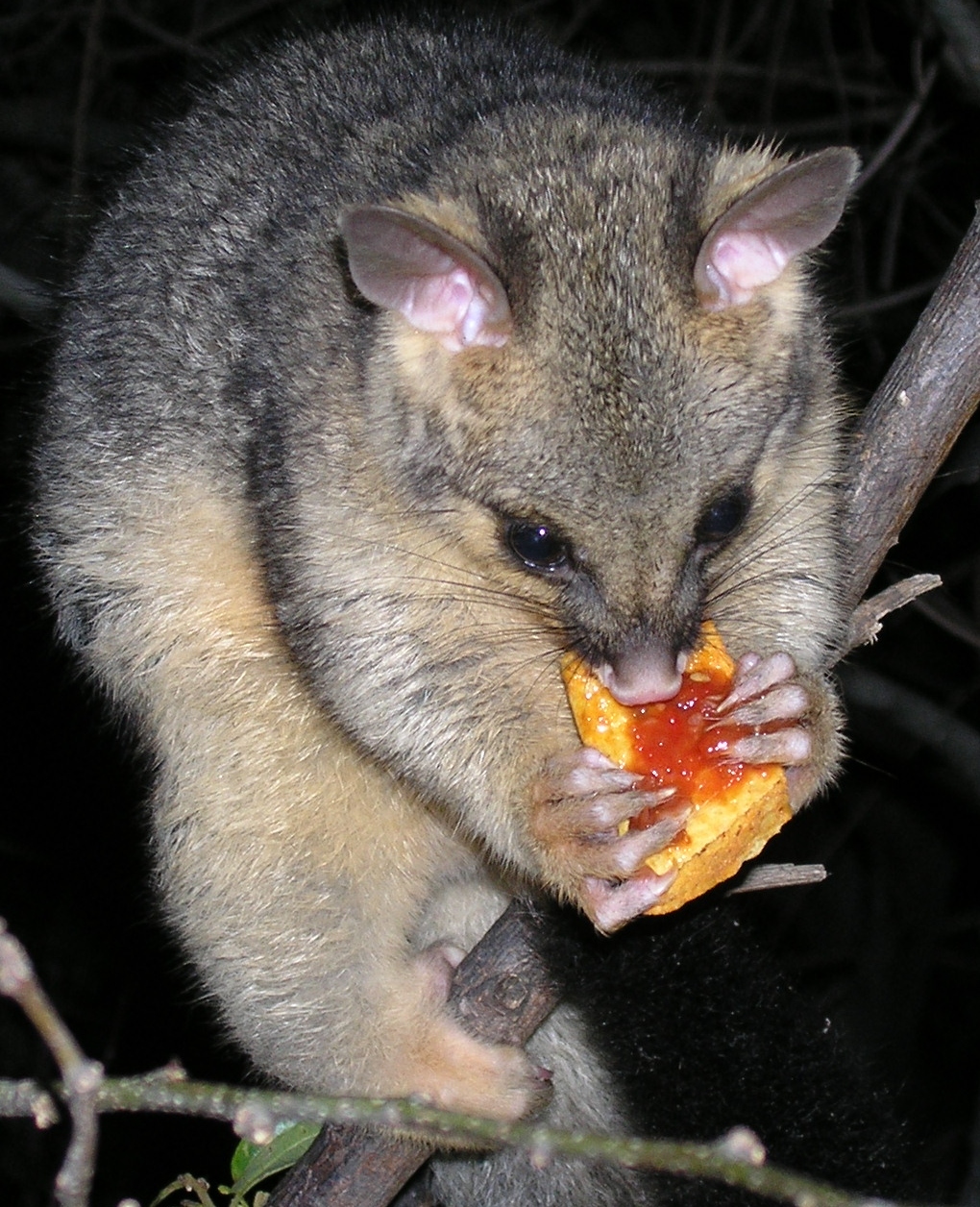 queek eats a dorito with salsa - october 2006