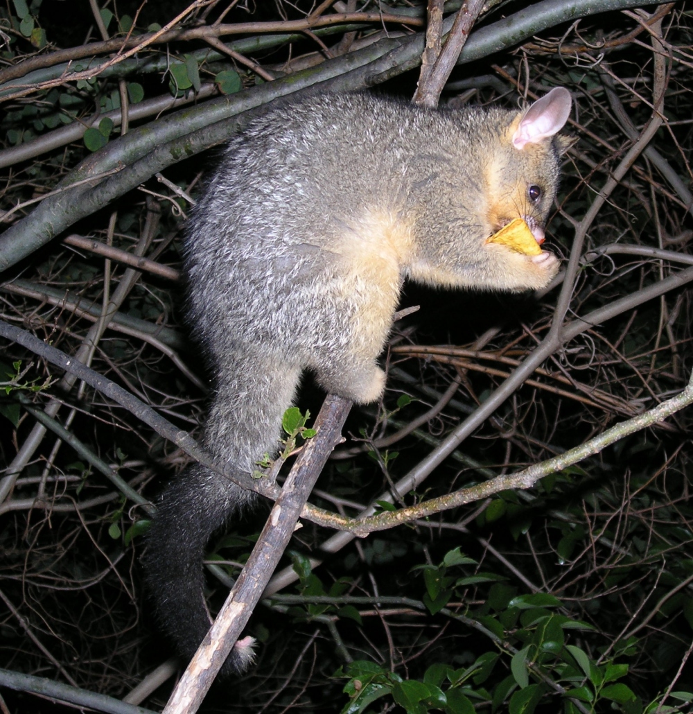 a scruffy-looking queek - october 2006