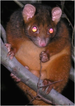 ringtail possum september 2006 - click to enlarge
