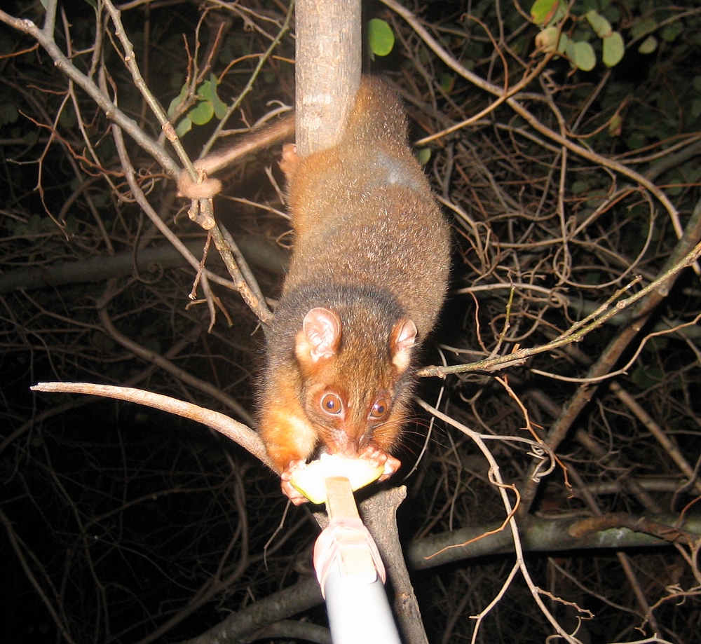 baby ringtail possum - july 2007
