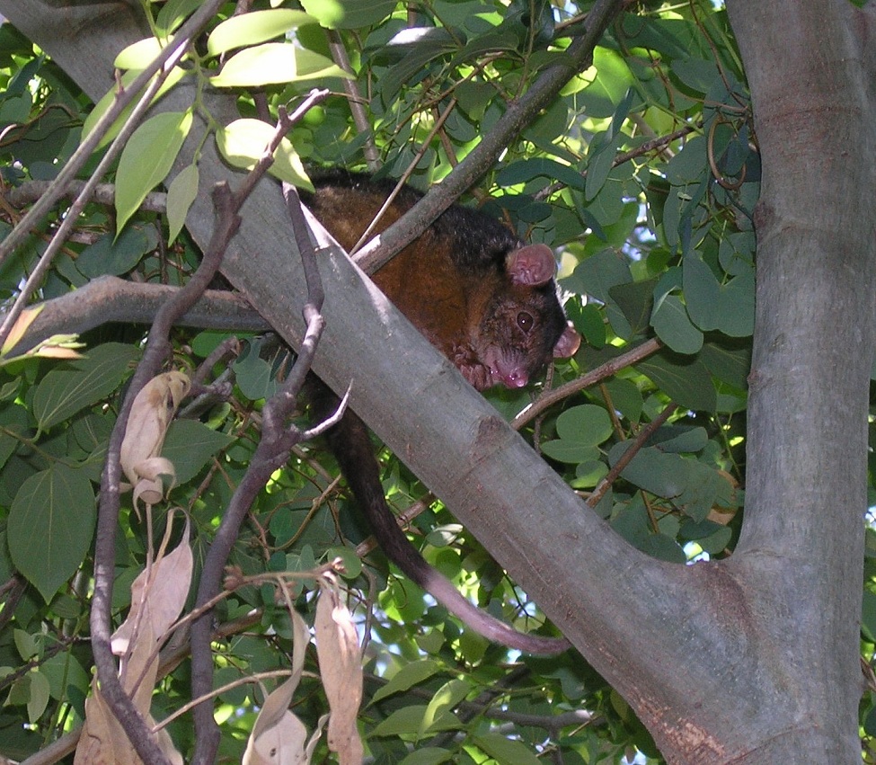 ringtail possum