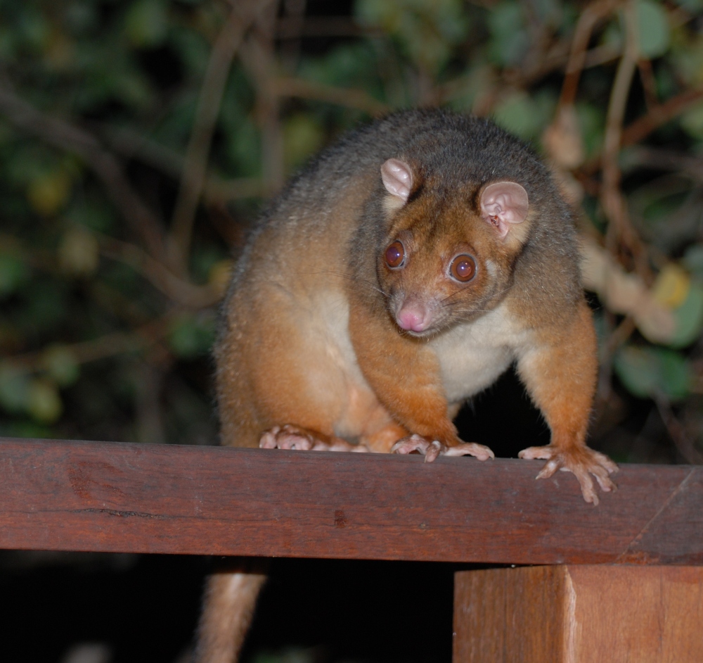 mother ringtail possum - august 2007