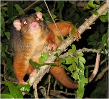 male ringtail possum - click to enlarge