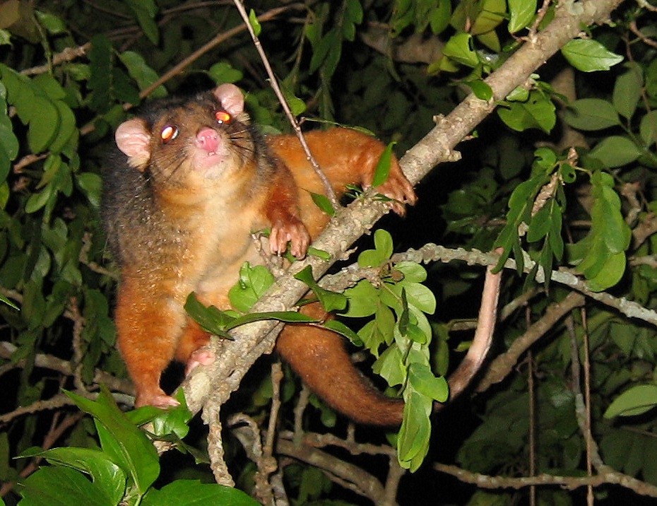 male ringtail possum - november 2005