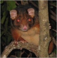 male ringtail possum - click to enlarge