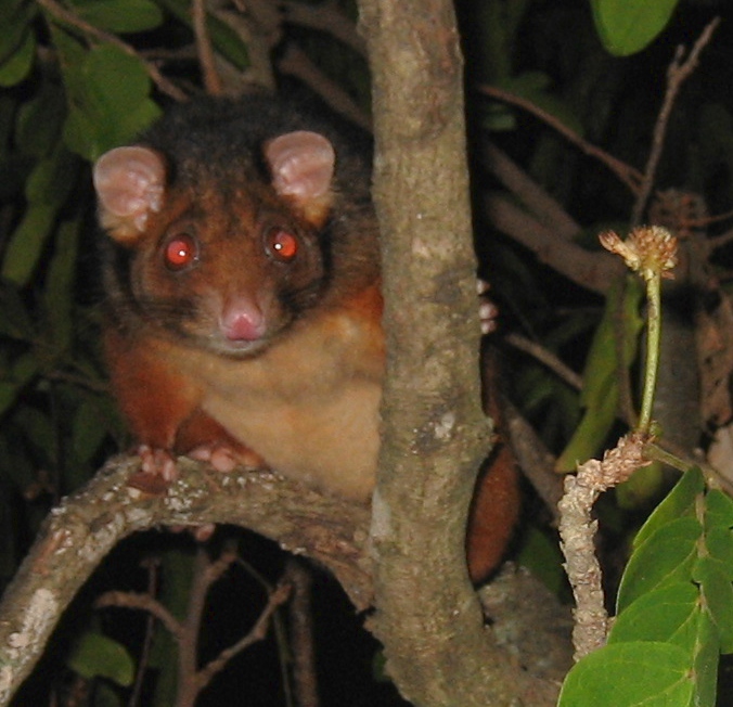 male ringtail possum - november 2005