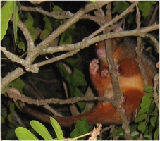male ringtail possum - click to enlarge