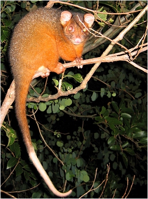 ringtail possum - click to enlarge