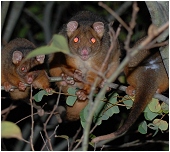 ringtail party - click to enlarge