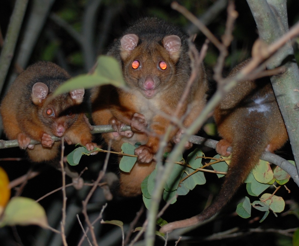 ringtail party - august 2007