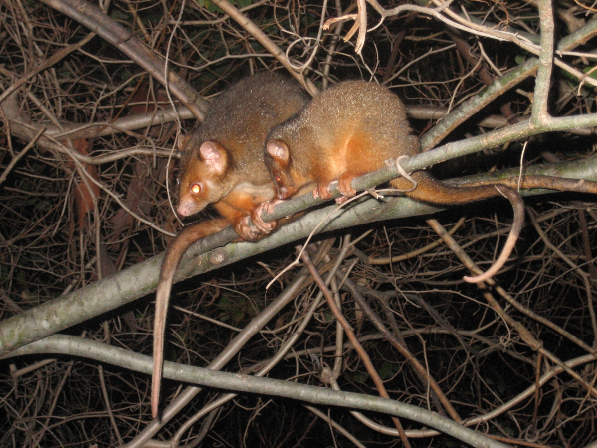 mother and baby ringtail - july 2007