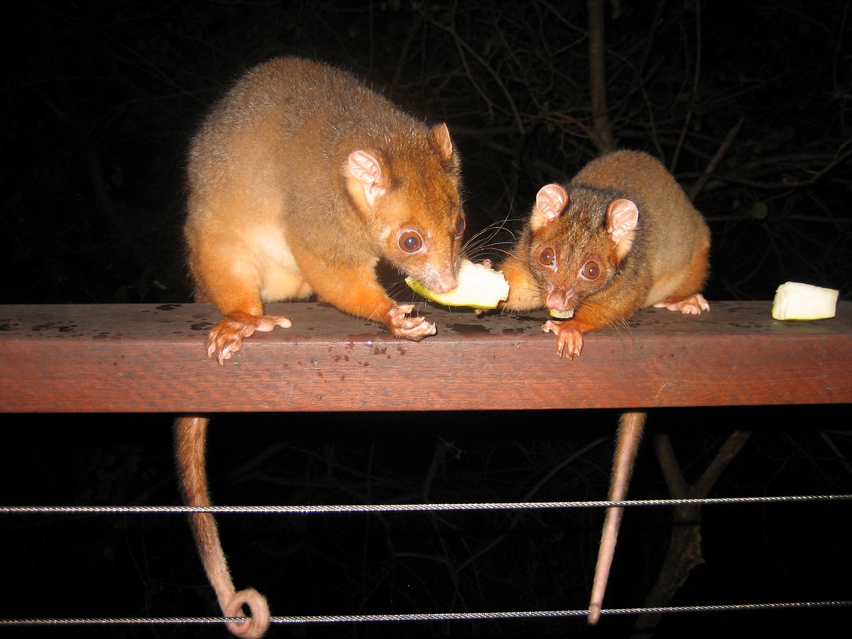 mother and baby ringtail - august 2007