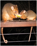 pumpkin and one of her babies - click to enlarge