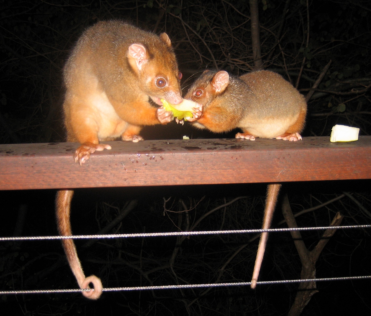 mother and baby ringtail - august 2007