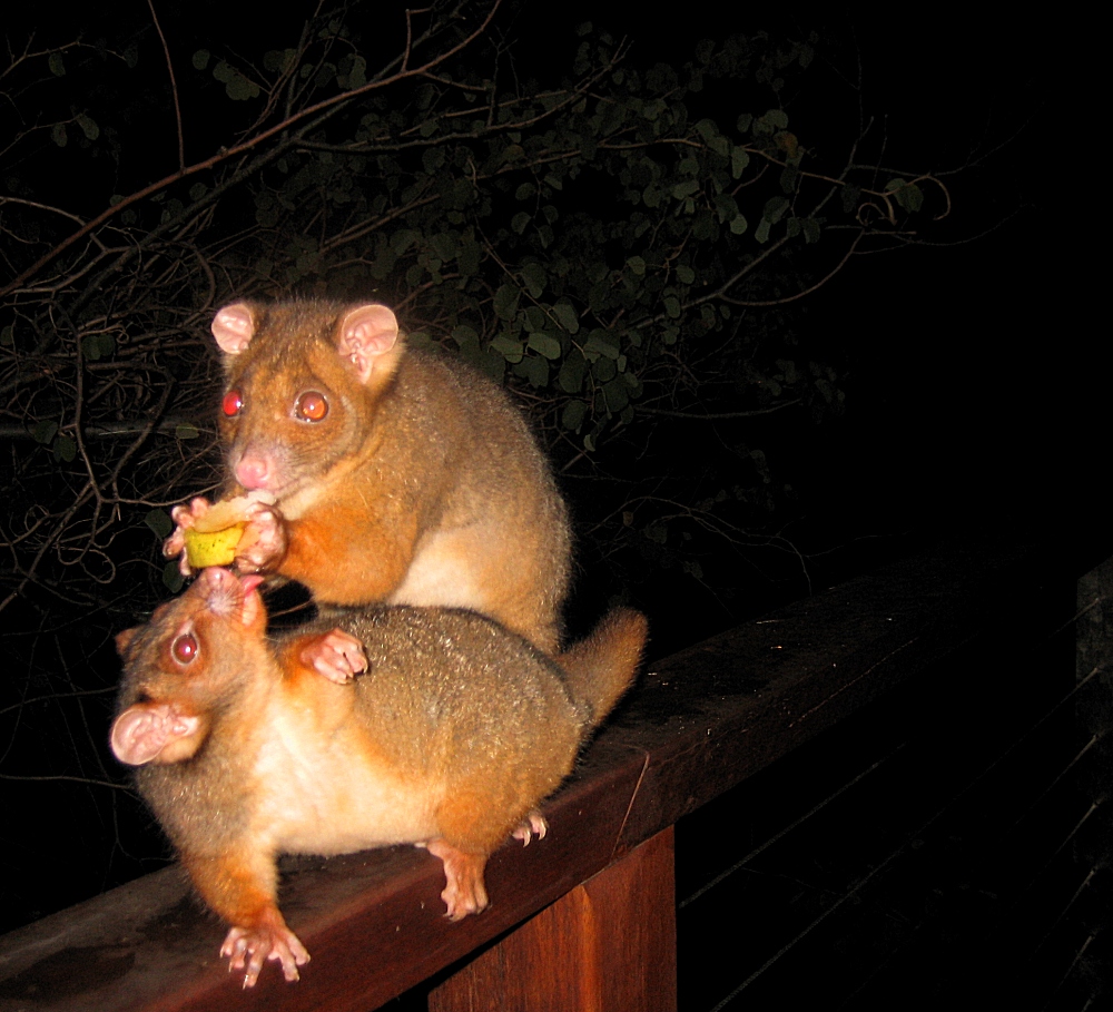 Pumpkin and baby - september 2007