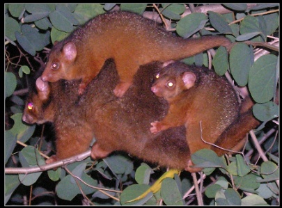 ringtail possums - click to enlarge