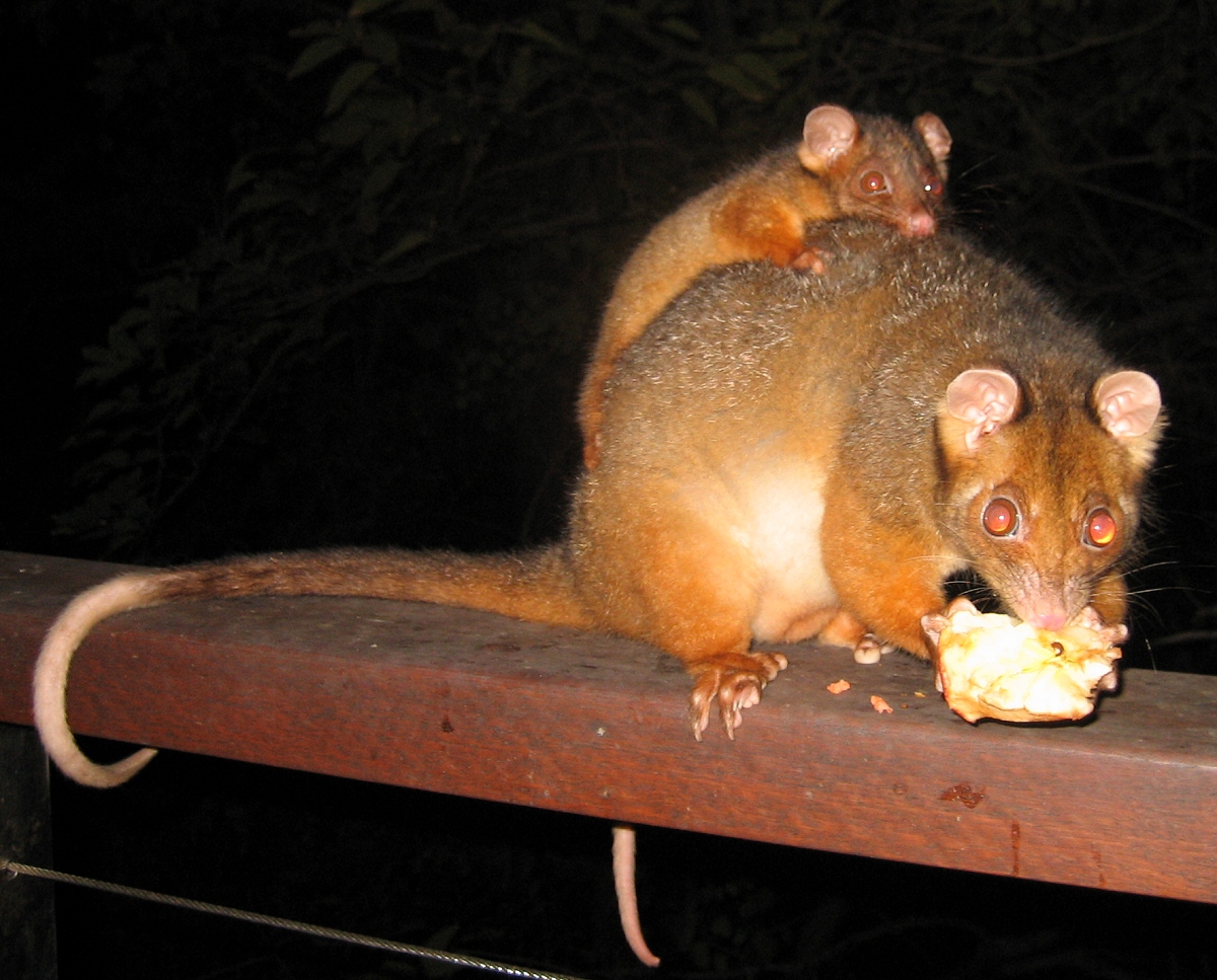 ringtail possums - july 2007