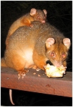 pumpkin and one of her babies - click to enlarge
