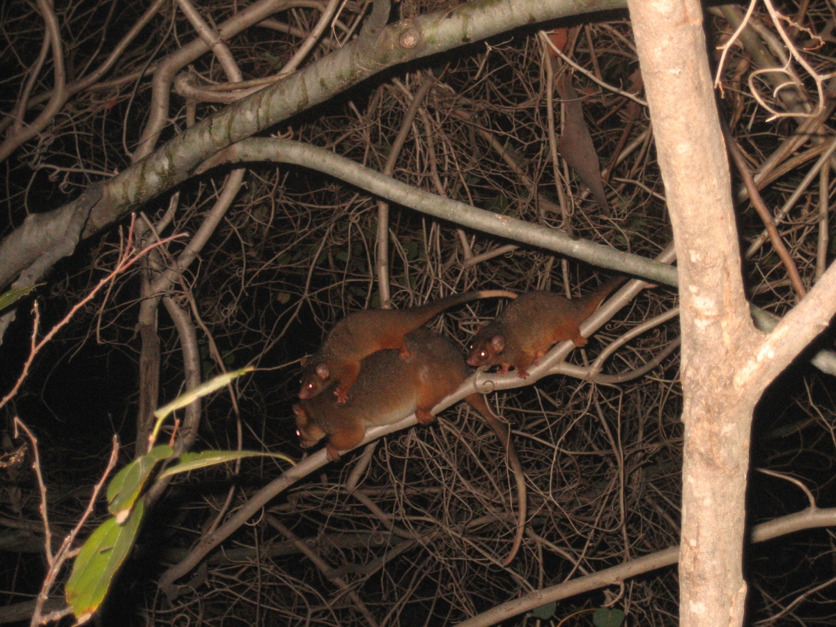 ringtail possums - july 2007