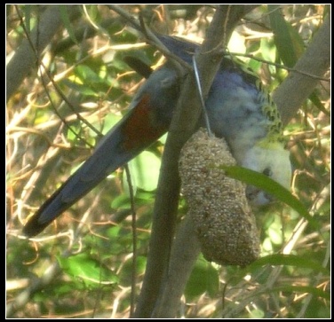 pale-headed rosella