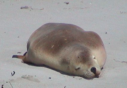 my favourite sea lion