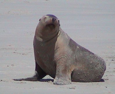 sea lion