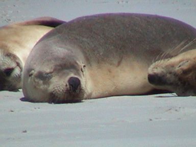 sea lions at seal bay