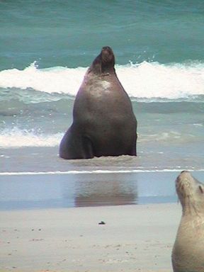 sea lions at seal bay
