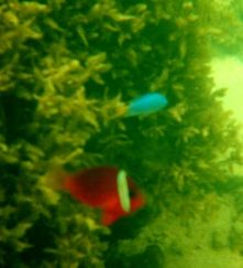 tomato clownfish and blue friend