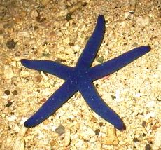 starfish