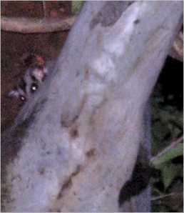 sugar glider