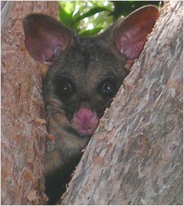 sydney possum - click to enlarge (march 2006)
