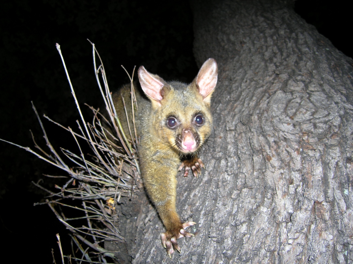 sydney possum march 2006