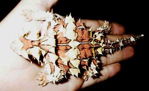 thorny devil