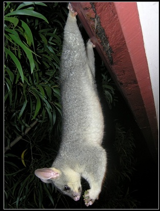 ginger hanging from the roof - click to enlarge