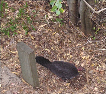 scrub turkey
