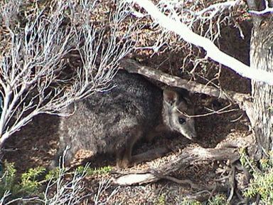 wallaby