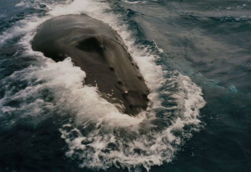 humpback whale