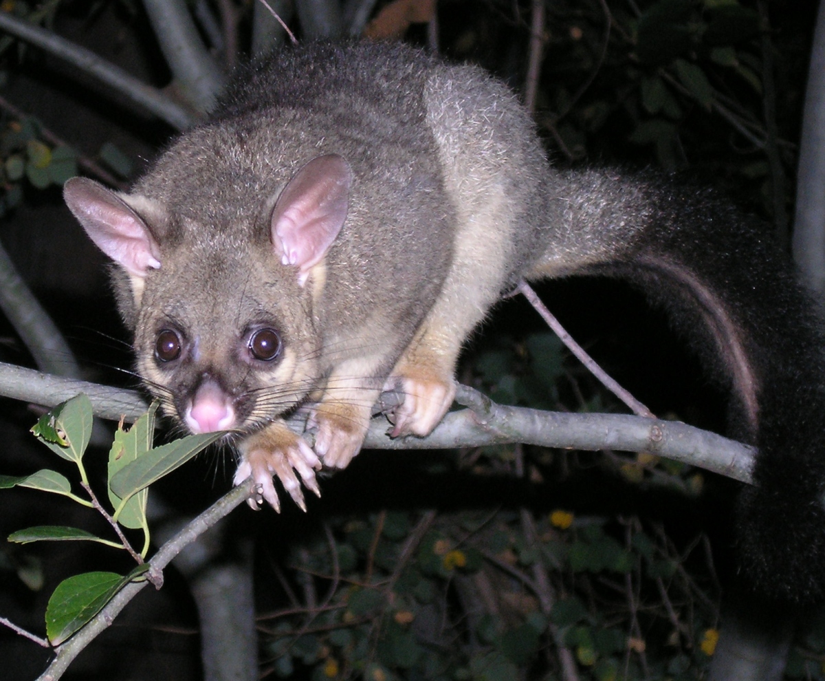 Mystery Possum #2 - may 2007